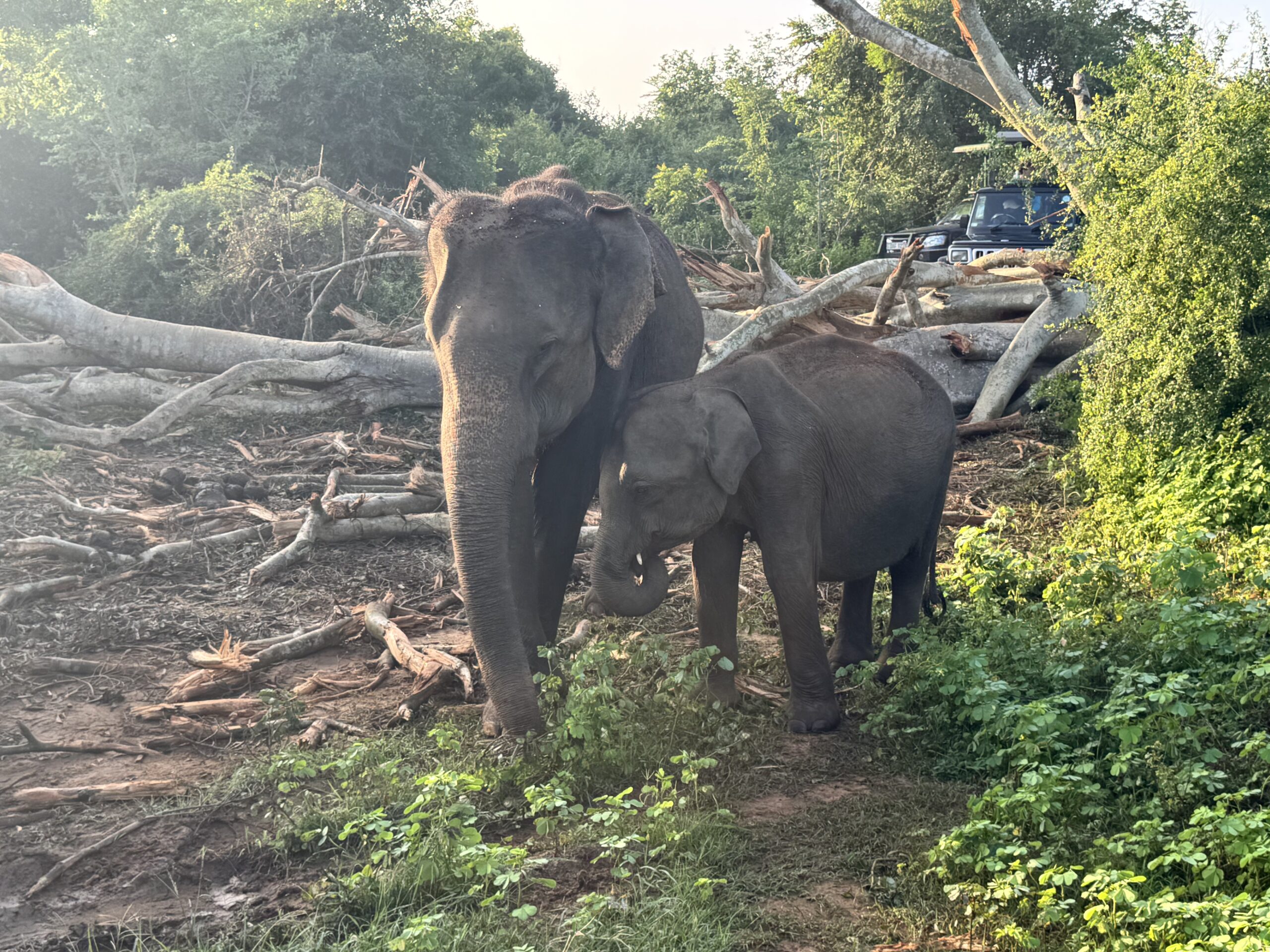 Elephants at Udawalawe National Park
