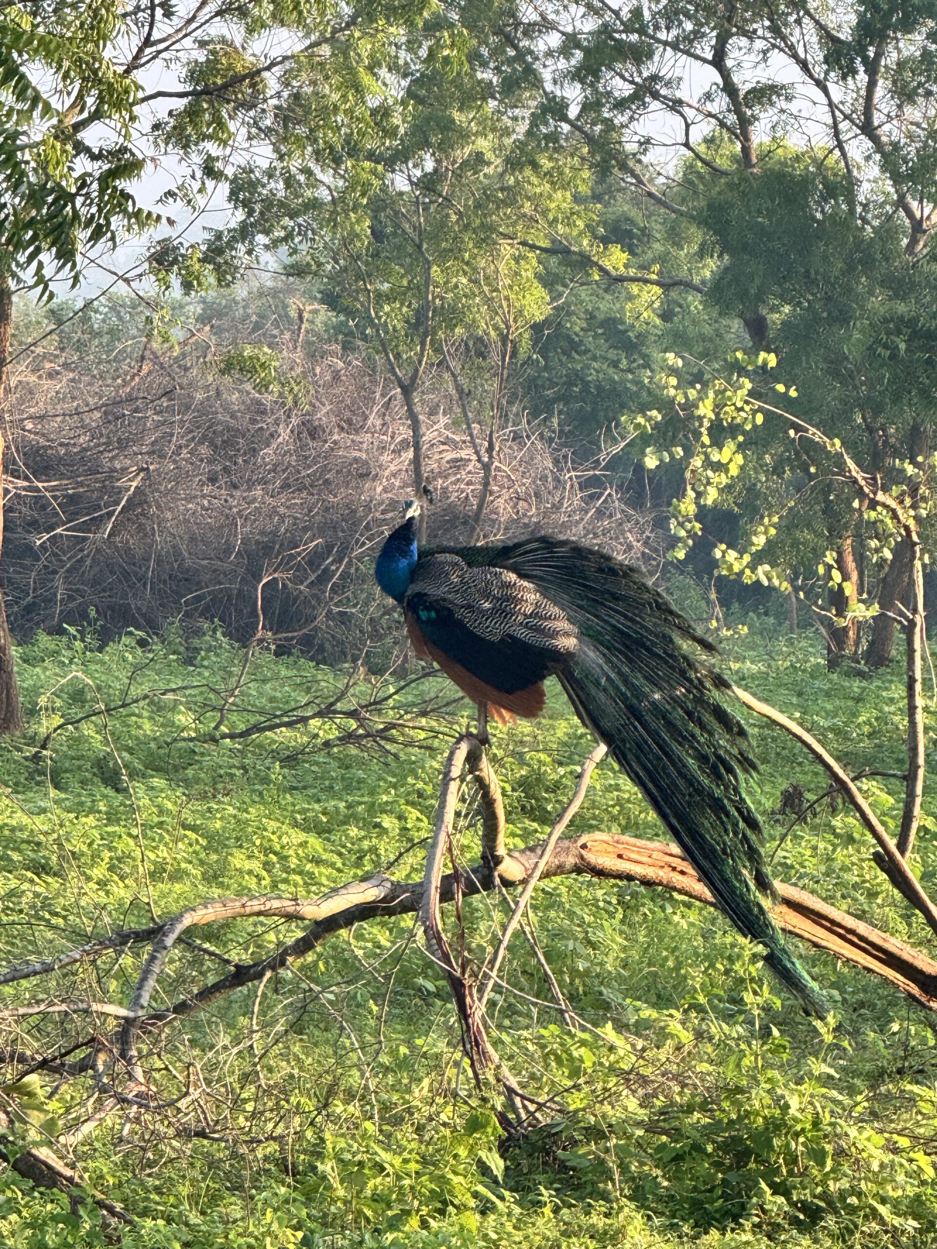 Sri Lankan peacock